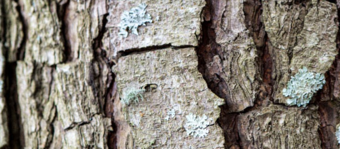 carbon-forestry-nz
